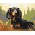Herr Dackel - Malen-nach-Zahlen-Set auf Keilrahmen 40x50