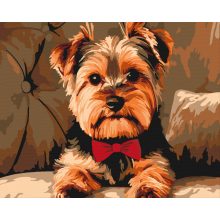 Yorkie csokornyakkendővel - Számfestő készlet kereten 40x50