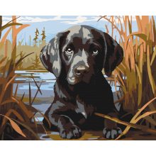 Kíváncsi kölyökkutya - Számfestő készlet kereten 40x50