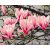   Tanz der Magnolien - Malen-nach-Zahlen-Set auf Keilrahmen 40x50