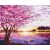 Sakura - Malen-nach-Zahlen-Set auf Keilrahmen 40x50