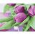 Lila Tulpen - Malen-nach-Zahlen-Set auf Keilrahmen 40x50