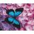   Schmetterling auf der Blume - Malen-nach-Zahlen-Set auf Keilrahmen 40x50