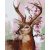   Hirsch mit Kirschblüte - Malen-nach-Zahlen-Set auf Keilrahmen 40x50