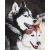 Husky-Liebe - Malen-nach-Zahlen-Set auf Keilrahmen 40x50