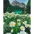   Margerite in den Bergen - Malen-nach-Zahlen-Set auf Keilrahmen 40x50