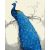 Blauer Pfau - Malen-nach-Zahlen-Set auf Keilrahmen 40x50