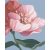 Blüte - Malen-nach-Zahlen-Set auf Keilrahmen 40x50