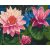 Rosa Seerose - Malen-nach-Zahlen-Set auf Keilrahmen 40x50