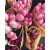   Holländische Tulpen - Malen-nach-Zahlen-Set auf Keilrahmen 40x50