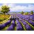 Lavendelfelder - Malen-nach-Zahlen-Set auf Keilrahmen 40x50